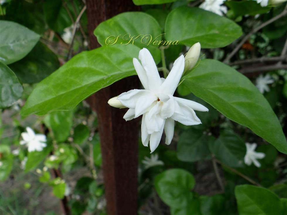  Flower